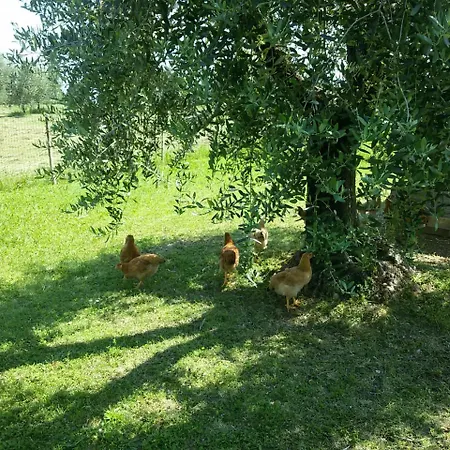 Agriturismo La Scala Farm stay Salo